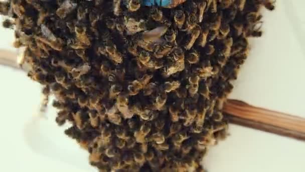 Большой рой пчел у входной двери дома — стоковое видео