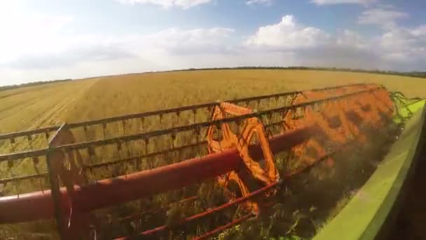 Kombajn zblízka. Kombajn sklizeň pšenice. Obilí sklizně kombinovat. Kombinovat, sklizeň pšenice. Pšeničné pole. Pohled na detail kombinovat. — Stock video