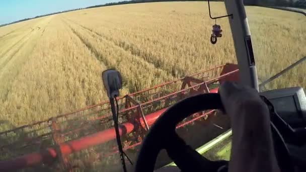 Agricultor dirigindo colheitadeira para colheita de trigo — Vídeo de Stock