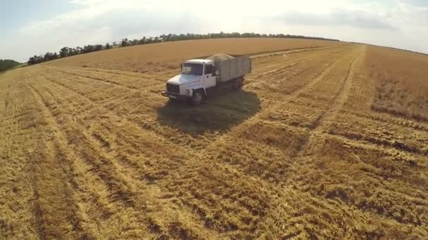 Récolte. Grand camion de transport de grain du champ .