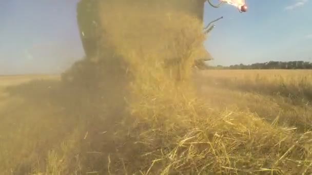 Збір врожаю. Зернозбиральний комбайн в дії на пшеничному полі . — стокове відео