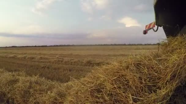 Combinar cosecha cosechadora trigo maduro en una granja — Vídeo de stock