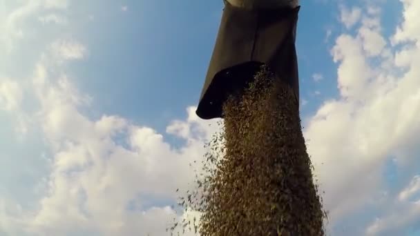 Комбайн в действии на пшеничном поле, выгрузка зерна — стоковое видео