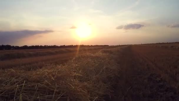 Збір врожаю. Комбайн в дії на пшеничному полі, розвантаження зерна — стокове відео