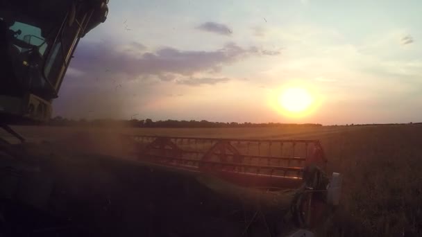 Combineren van harvester close-up. Combineer harvester oogsten van tarwe. Graan oogst combineren. Combineer het oogsten van tarwe. Tarweveld. Close-up beeld van combineren. — Stockvideo