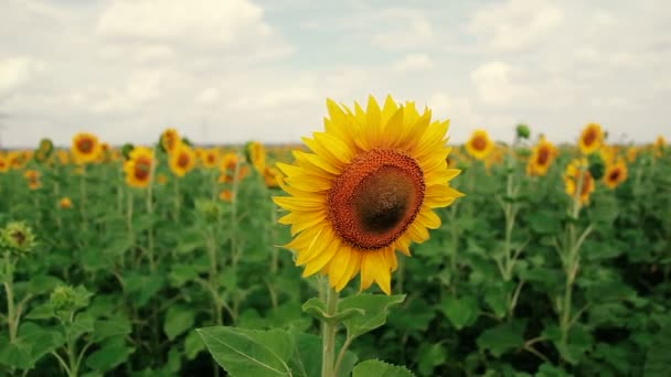 Un campo de girasoles. Una brisa ligera. Una hermosa flor En primer plano, en el foco. Cabeza de flor del girasol con abejas. Verano . — Vídeo de stock