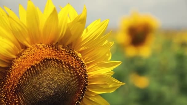 Un champ de tournesols. Une brise légère. Une belle fleur Au premier plan, au centre. Tête de fleur du tournesol avec des abeilles. Été .