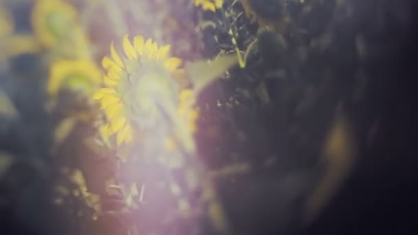 Una chica. Retrato de la hermosa chica feliz con un girasol. inyecciones — Vídeos de Stock