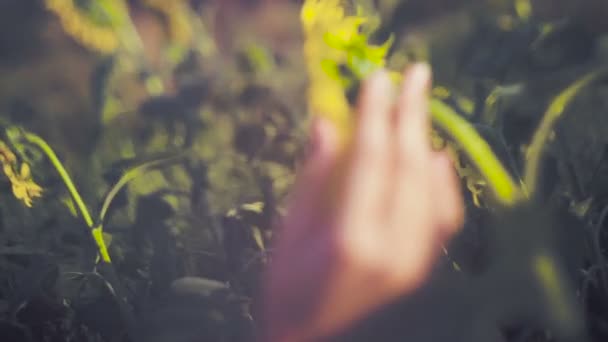 Una chica. Retrato de la hermosa chica feliz con un girasol. inyecciones — Vídeo de stock