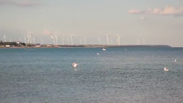 Vue sur la mer. Des goélands dans le ciel. Dans la vue de fond d'une éolienne . — Video