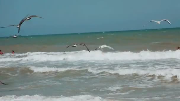 Sirály a tenger fölött. Éhes sirályok a nyári strand élelmet keresve a háttérben a tenger fölött körözött. Tengeri madarak élelmet keresve repülés. — Stock videók
