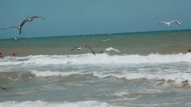 Frajer nad morzem. Głodny mewy krążą nad latem plaży w poszukiwaniu żywności na tle morza. Ptaki morskie w locie w poszukiwaniu żywności. — Wideo stockowe