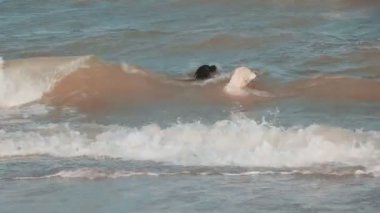 İki sopayı yakala için denize atlama köpek.