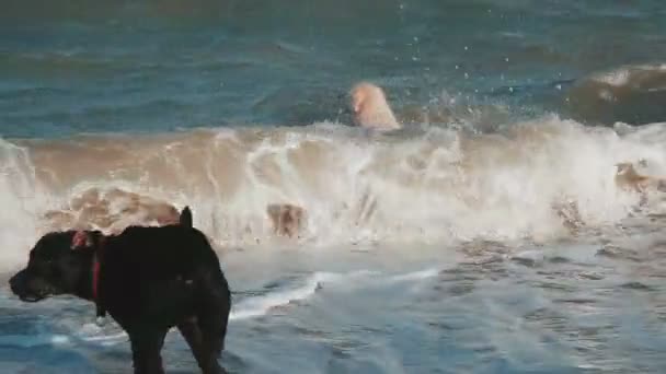 Zwei Hunde springen ins Meer, um einen Stock zu holen. — Stockvideo