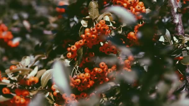 Raisins rowan dans la lumière du coucher du soleil — Video