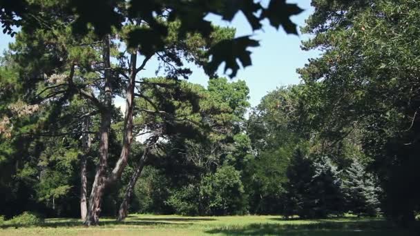 Askania nova. Bäume auf der Wiese. Landschaft. — Stockvideo