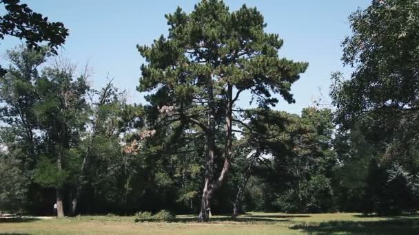 Askania nova. Bäume auf der Wiese. Landschaft. — Stockvideo