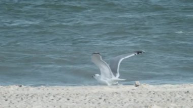Bir martı deniz kıyısından havalanıyor..