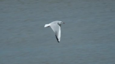 Martı denizin arka planında uçar. Ağır çekim. 120 fp.