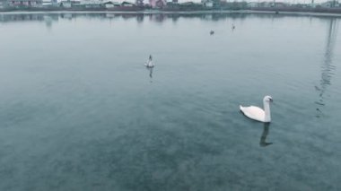 Beyaz kuğular sakin gri denizde köye karşı yüzerler.