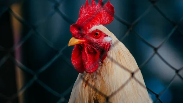 Sarı kanatlı yetişkin horoz ve tel örgülerin arkasında kırmızı tarak.