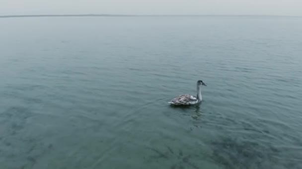 在冬季，灰天鹅在水面上游动。天鹅的特写镜头 — 图库视频影像