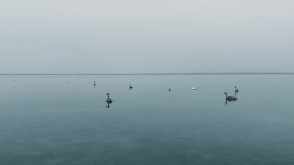 Cigni bianchi adulti e la loro nidiata in acqua durante la stagione invernale. — Video Stock