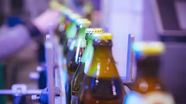 Az üveggel töltött sörösüvegek a szállítószalag mentén mozognak.. — Stock videók