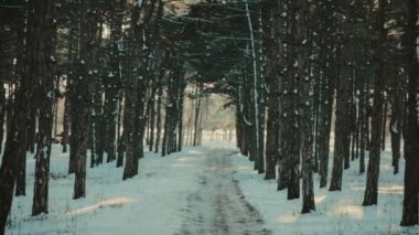 Karlı çam ormanındaki yol güneş ışınlarının karşısında..