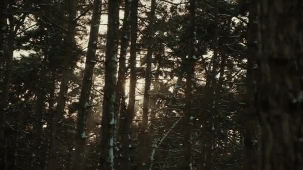 눈덮인 겨울 전망의 소나무숲. — 비디오