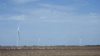 Kuşlar uçar ve rüzgâr jeneratörleri grubunun yakınındaki tarlada oturur.