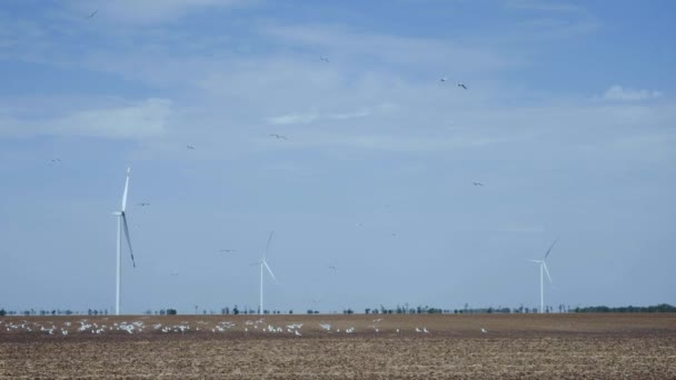 Las aves vuelan y se sientan en el campo arado cerca del grupo de generadores de viento — Vídeos de Stock