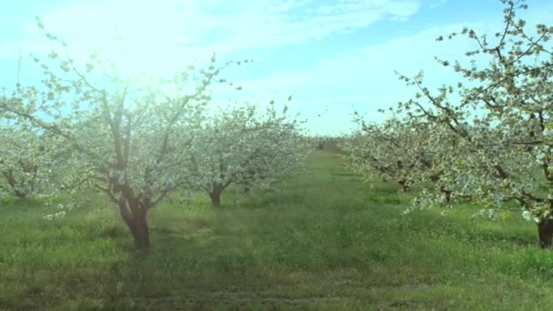 Cerejeiras florescem em pomar local com grama verde — Vídeo de Stock