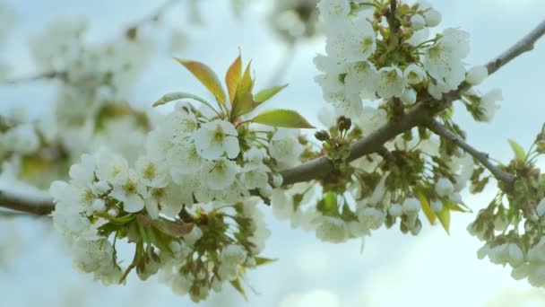 Blossoming white cherry tree branch in country orchard — Stok Video
