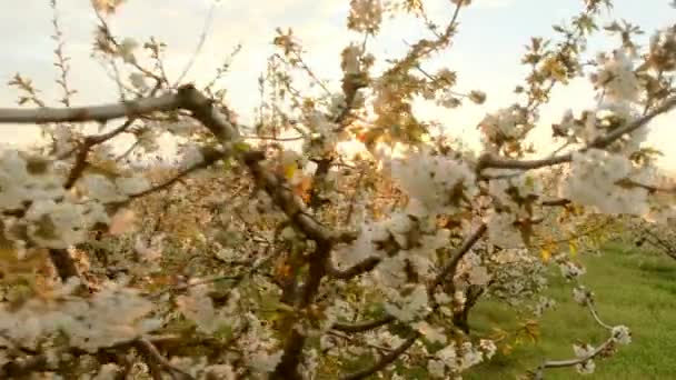 Marillenbäume blühen in grenzenlosem Obstgarten mit Gras — Stockvideo