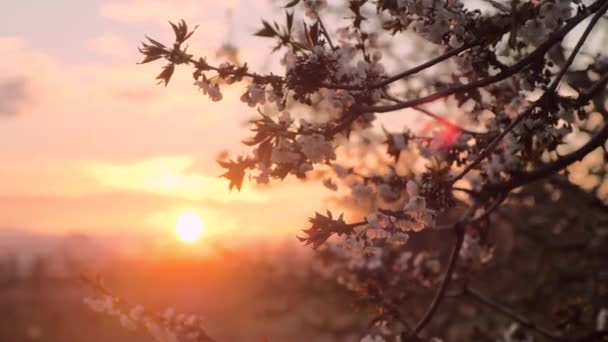 Kersenboom in bloei in boomgaard tegen oranje zonneschijf — Stockvideo