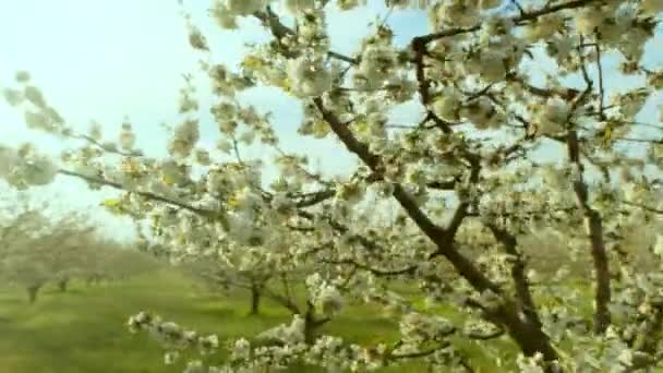 Fleurs de pommes blanches sur de fines branches dans un verger local — Video