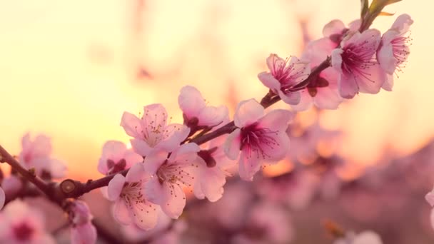 Розовые лепестки цветущего в саду абрикосового дерева — стоковое видео