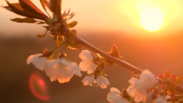 Flor de cereja branca no ramo de árvore fina no pomar local — Vídeo de Stock