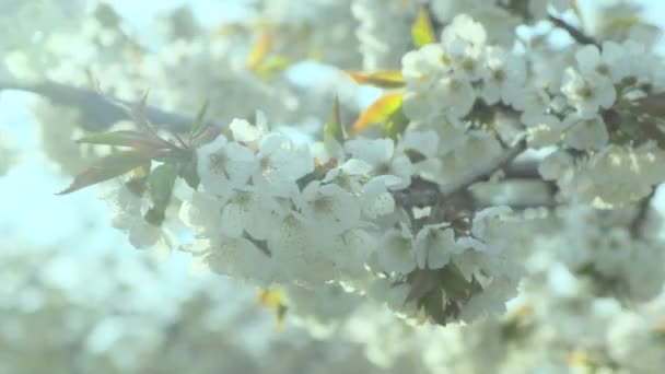 Bloeiende appelboom met witte bloemblaadjes op takken — Stockvideo