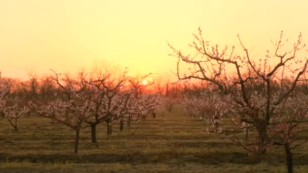 Třešně v řadách kvetou v místní zahradě při západu slunce — Stock video