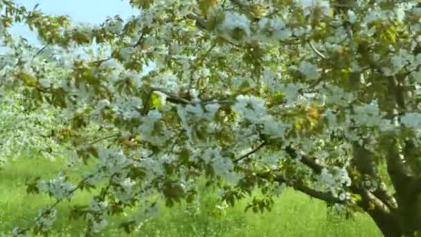 Прунські дерева ростуть у безмежному місцевому саду з травою — стокове відео