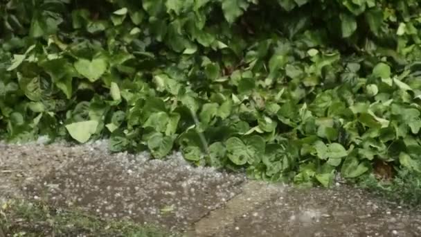 Μεγάλες χαλαζόπετρες πέφτουν στο μονοπάτι του κήπου κοντά σε πράσινα φυτά — Αρχείο Βίντεο