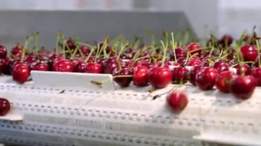 Kırmızı renkli taze kirazlar taşıma bandında taşınır.