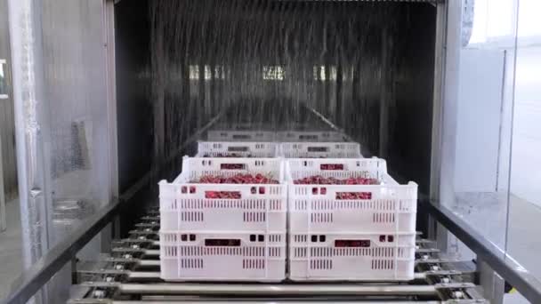 装有野樱桃的大型白色容器在传送机上移动 — 图库视频影像