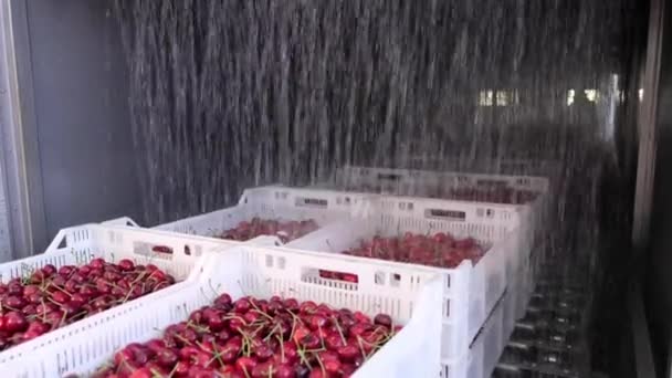 Le ciliegie selvatiche rosse mature in contenitori si muovono sotto acqua — Video Stock