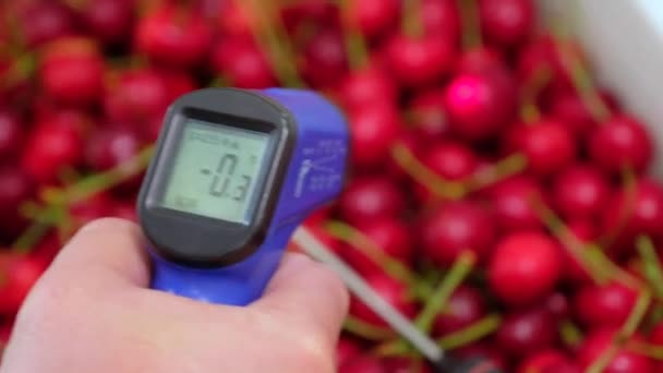 Person controls fresh wild cherry temperature after cooling — Vídeo de Stock