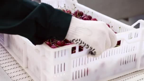 Persona pone contenedores con cerezas silvestres en cinta transportadora — Vídeos de Stock
