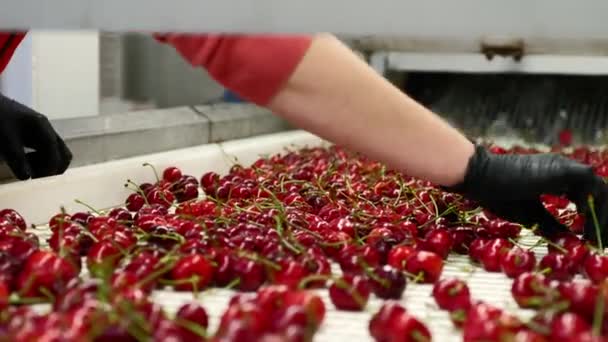 Professionele transporteurs in handschoenen filteren wilde kersen — Stockvideo