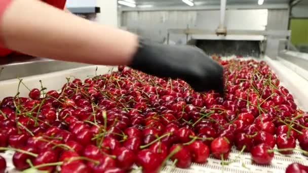 Une personne en combinaison avec des gants prend des cerises sauvages pourries — Video